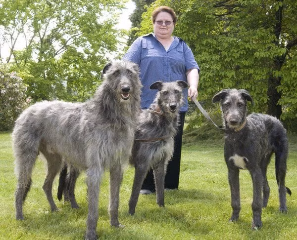 4.Giống chó Deerhound Scotland. Deerhound Scotland là giống chó chân dài chúng được người bản địa sử dụng để săn hươu. Giống chó này có nguồn gốc từ Scotland, trong thời gian dài của lịch sử nó đã được sử dụng làm cho đi săn cho con người.