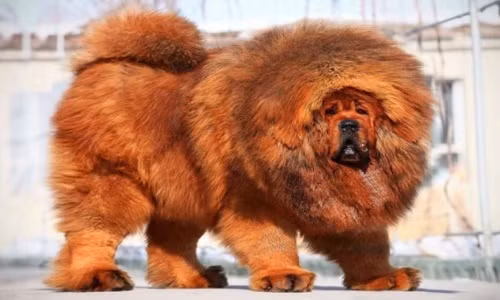 Giống chó Tibetan Mastiff – Ngao Tây Tạng. Trong danh sách top 5 giống chó to nhất thế giới không thể bỏ qua Tibetan Mastiff hay còn được gọi là Ngao Tây Tạng.