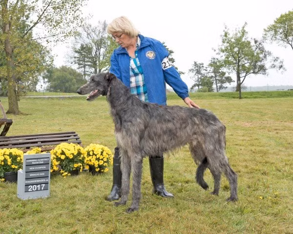 Hiện nay, người ta không còn sử dụng chó Deerhound để đi săn nữa mà được dùng để tham gia vào các tour du lịch dẫn đường và thu hút sự chú ý cho khách du lịch.