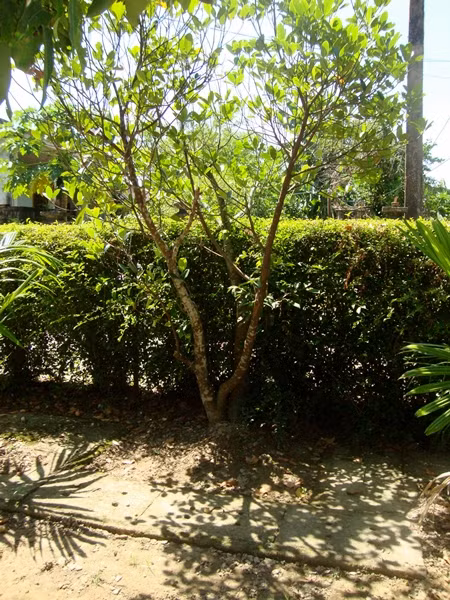 Ông Hàm kể, đây là nơi 102 năm trước, Đại tướng lọt lòng mẹ. Năm ấy là năm Tân Hợi, vào mùa nước lũ, cậu bé Võ Nguyên Giáp đã cất tiếng khóc chào đời trong một cái chòi cao cất tạm dưới gốc cây mít cổ thụ ở chính địa điểm này.