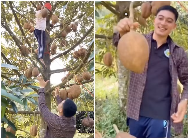 Xuất hiện sầu riêng lạ đời chưa từng thấy, vỏ trơn nhẵn không hề có gai Xuat hien sau rieng la doi chua tung thay, vo tron nhan khong he co gai