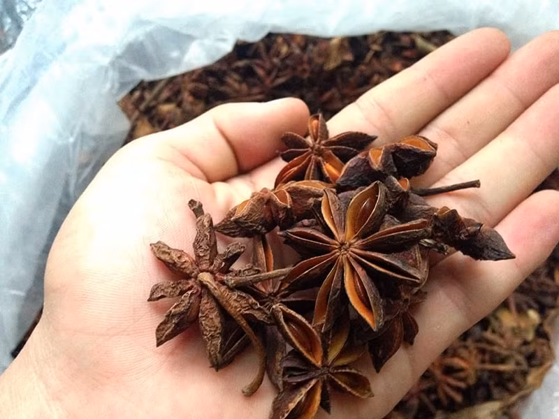  Cây hồi (Illicium verum Hook), thuộc giống Illicium, họ Liliaceae, là cây có giá trị kinh tế cao. Thông thường hoa hồi sẽ có 6-8 cánh, xếp thành hình cánh sao có đường kính từ 2,5 đến 3 cm, mỗi cánh mang bên trong một hạt nhỏ hình quả trứng nhẵn bóng. 