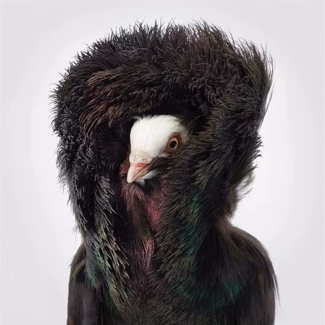 br/> Black Jacobin Pigeon 