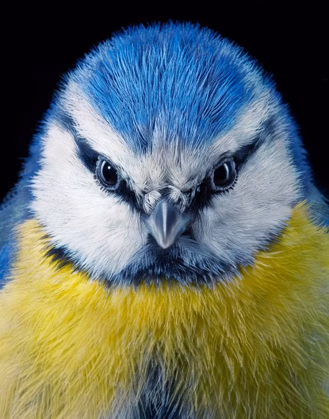 Blue Tit: Blue Tit còn được biết tới với cái tên là Sẻ ngô xanh, chúng là một loài chim trong họ Paridae. Loài chim này dễ nhận ra với bộ lông màu xanh da trời vàng. Con trống có một đốm trên đầu phản chiếu tia cực tím, được chúng phô bày trước con mái qua tư thế xù lông ở phía gáy. 