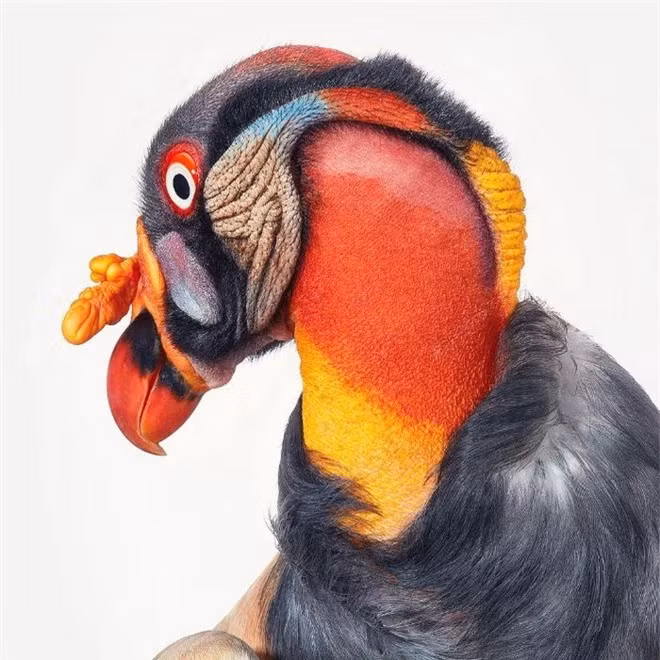br/> King Vulture: Kền kền vua là một loài chim thuộc họ Kền kền Tân thế giới. Kền kền vua có phạm vi sinh sống từ miền nam México tới miền bắc Argentina. Loài kền kền này sống chủ yếu ở các khu rừng đất thấp nhiệt đới trải dài từ miền Nam Mexico tới miền bắc Argentina.