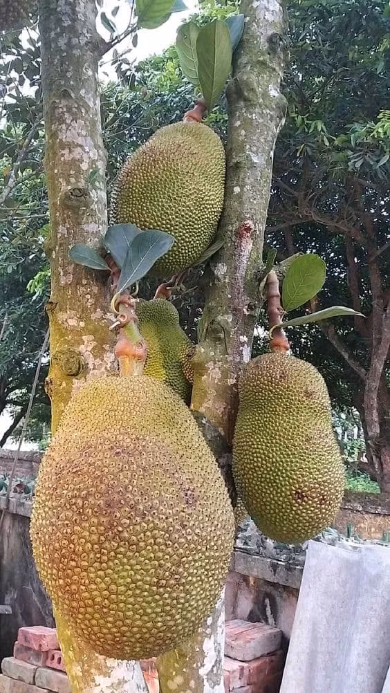 Tai sao mit mang y nghia phong thuy tot nhung khong nen trong truoc nha?