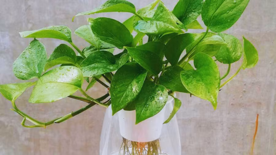 Nếu nhà bạn có không gian rộng, bạn có thể trồng nhiều chậu hơn. Cây cảnh này cũng không khó để phát triển, chỉ cần tưới nước và thi thoảng bón phân, thay chậu. Nếu bạn muốn sạch sẽ có thể trồng thủy canh.