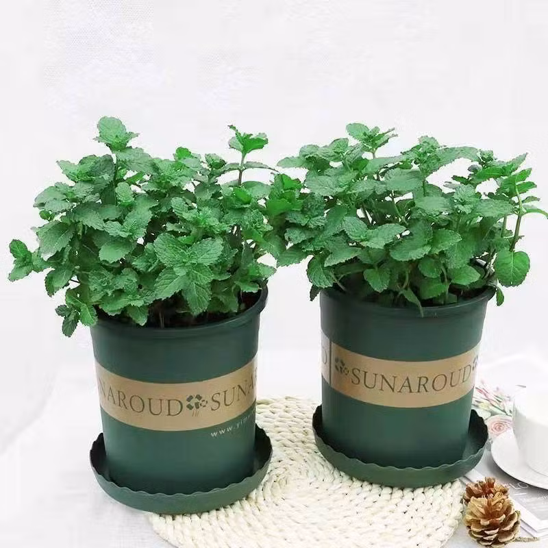2. Cây cảnh: Bạc hà: Cây bạc hà là một loại cây trồng trong chậu nhỏ rất tươi mát với vẻ ngoài nhỏ nhắn và tinh tế. Cây có thể trồng treo hoặc trồng trong chậu đặt trên bàn nhìn rất trang nhã. 