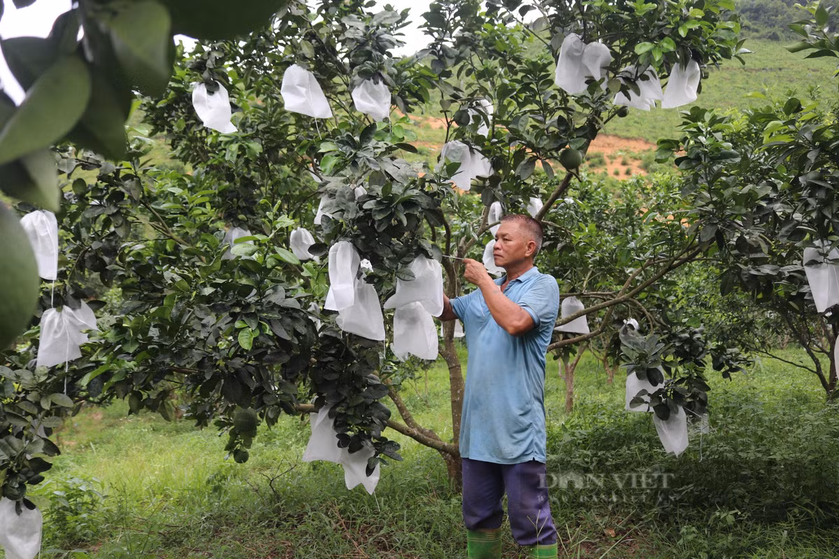 Vườn bưởi da xanh nhìn đâu cũng thấy trái của nông dân Hòa Bình - Hình 2 Vuon buoi da xanh nhin dau cung thay trai cua nong dan Hoa Binh-Hinh-2
