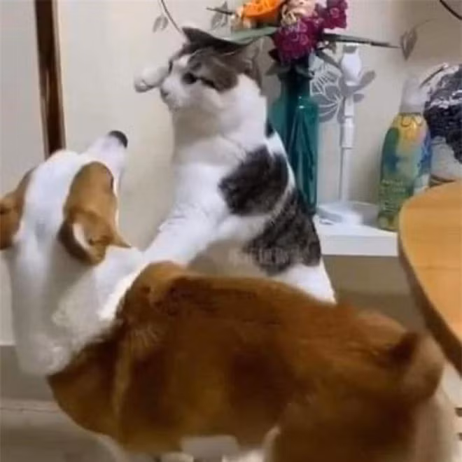 br/> Có tin là bị đấm không?