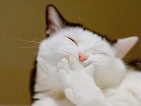 Chuyện này thật hài hước mà. Hí hí.