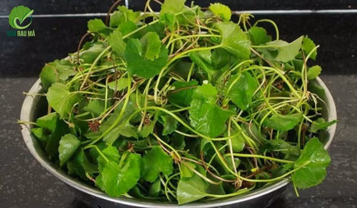 Loại rau "nhân sâm người nghèo", ăn cách này có thể hóa độc dược - Hình 2 Loai rau