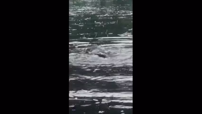 Video: Dang cau ca thi phat hien hai con rua khong lo danh nhau