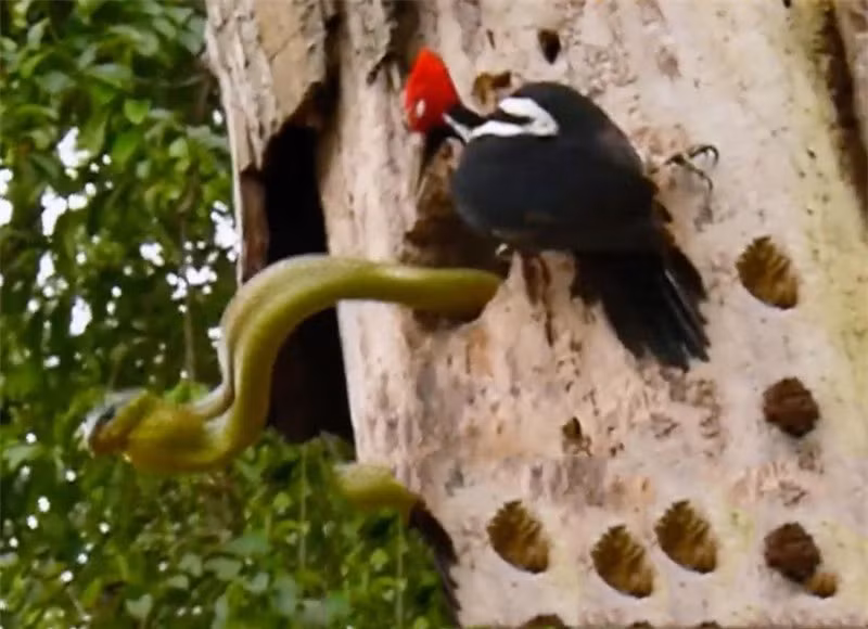 Video: Chim go kien kich chien voi ran doc khong lo