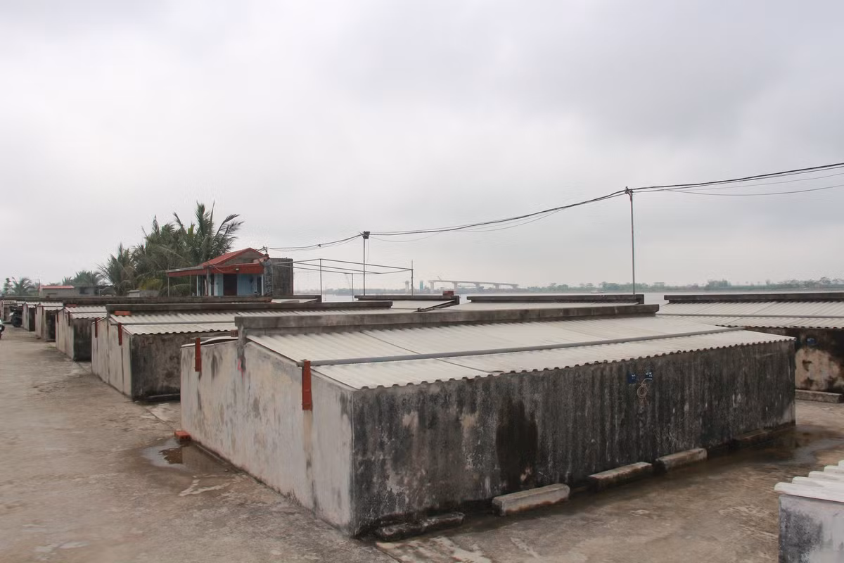 Nông dân Nam Định thu hơn 1 tỷ nhờ làm nước mắm, mắm tôm - Hình 2 Nong dan Nam Dinh thu hon 1 ty nho lam nuoc mam, mam tom-Hinh-2