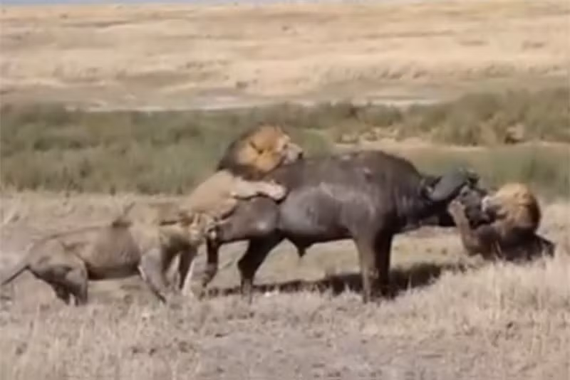Video: 3 con sư tử đực kéo trâu rừng xuống hố để ăn thịt Video: 3 con su tu duc keo trau rung xuong ho de an thit