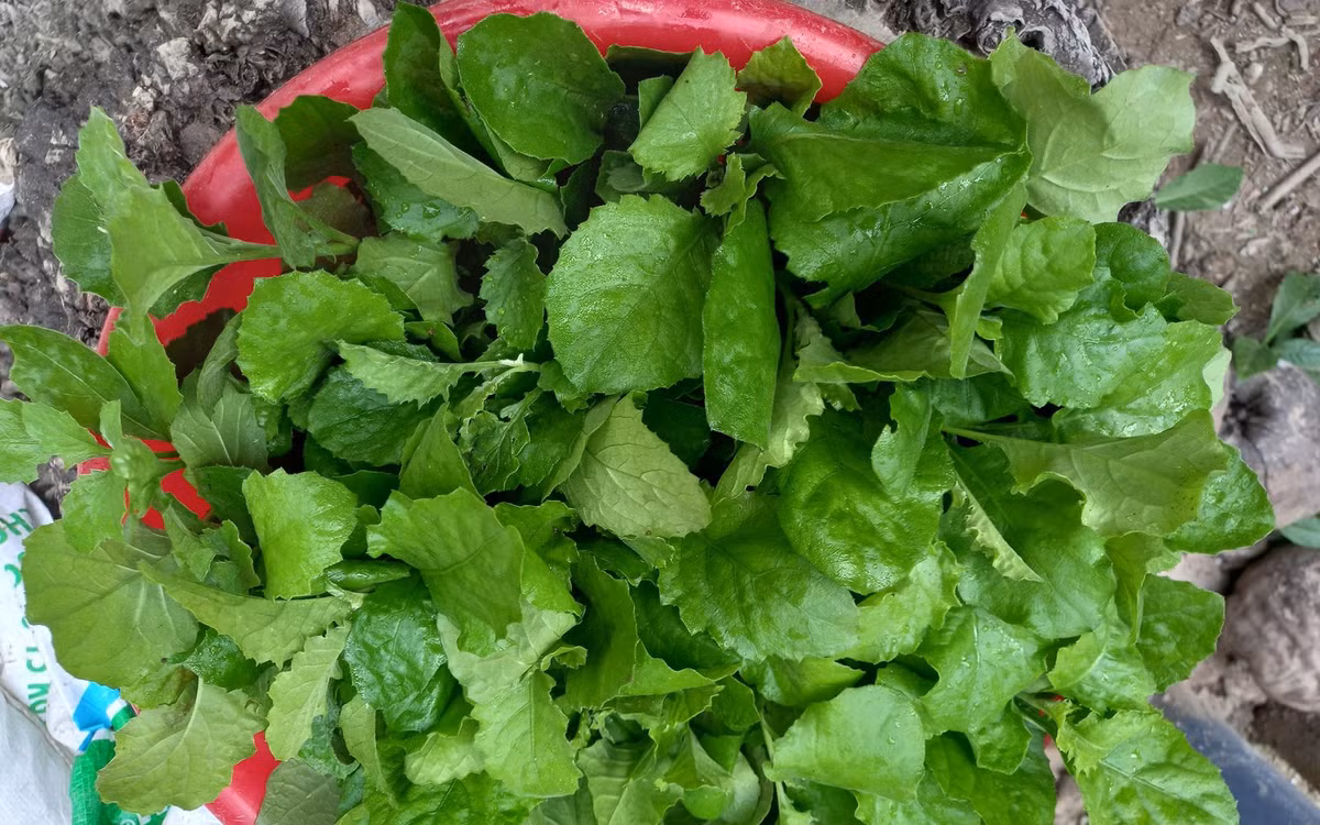 Nuôi rươi, "con trời cho" ở Hải Phòng - Hình 3 Nuoi ruoi,