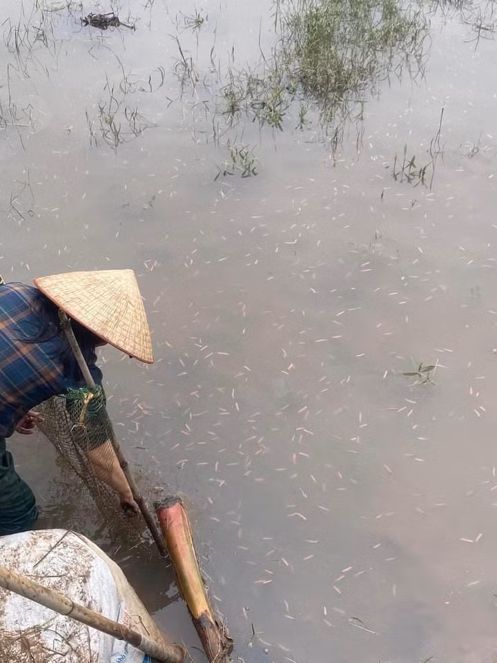 Nuôi rươi, "con trời cho" ở Hải Phòng - Hình 2 Nuoi ruoi,