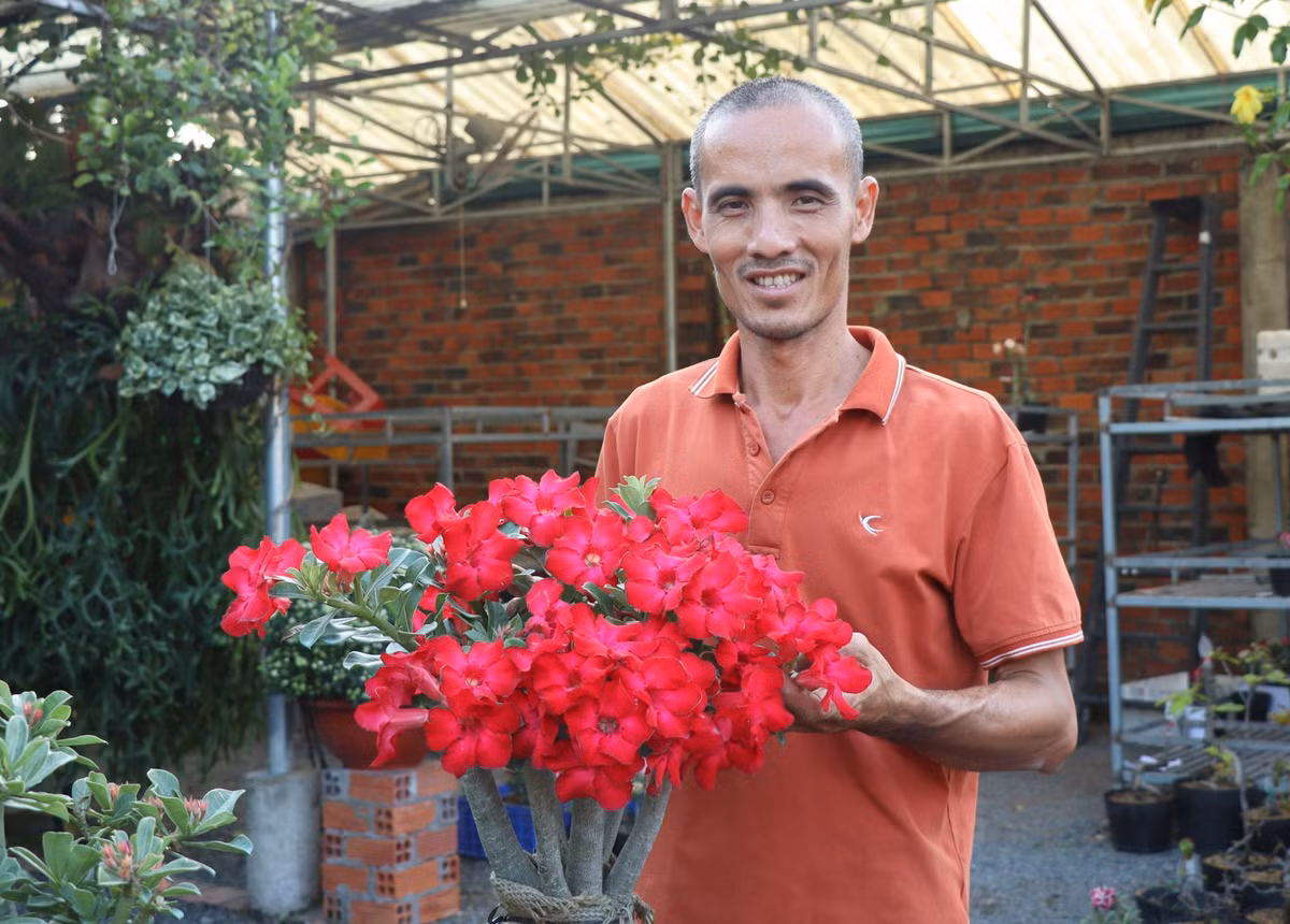 Vườn hoa sứ nông dân Tây Ninh, ngắm thôi đã mê lắm rồi Vuon hoa su nong dan Tay Ninh, ngam thoi da me lam roi