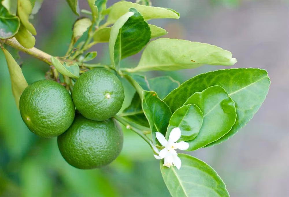 Kinh ngac tac dung voi suc khoe cua vo chanh