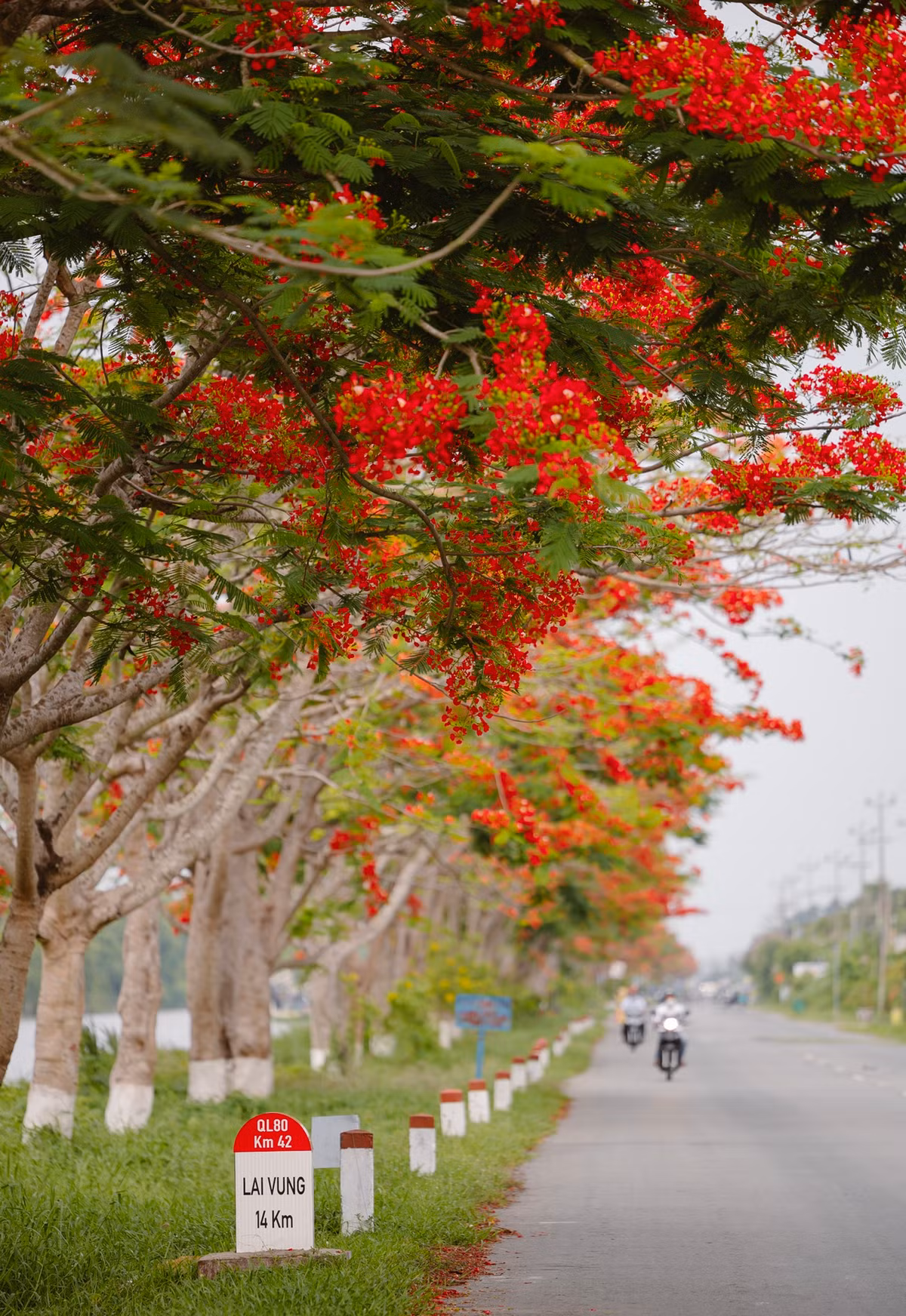 Diem den trong nuoc ngap sac hoa dip he-Hinh-14