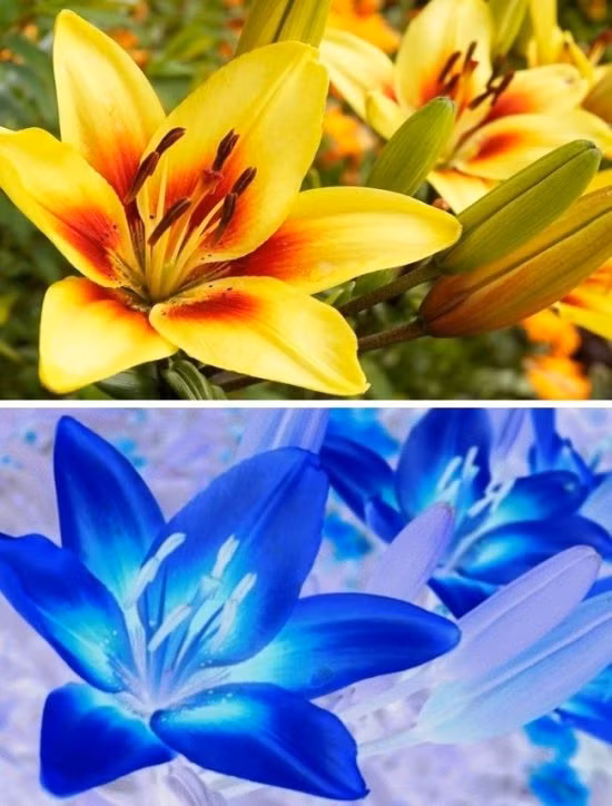 Thế giới trông như thế nào qua mắt các loài động vật - Hình 4 The gioi trong nhu the nao qua mat cac loai dong vat-Hinh-4