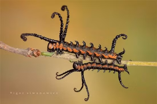 Bướm Brahmin có nhưng cái râu dài đáng sợ