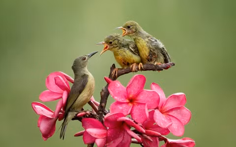 Tài năng của họ đã được thể hiện từ khi còn nhỏ, và họ nổi bật so với các bạn cùng lứa tuổi và được xếp vào hàng những người giỏi nhất. 