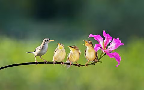  Tháng 1 âm lịch. Tháng đầu tiên là thời điểm bắt đầu của một năm mới, khi mọi thứ bừng tỉnh và hạnh phúc ập đến. Những người sinh vào tháng giêng âm lịch có năng lượng dương mạnh mẽ và có mệnh sẽ giàu có. 