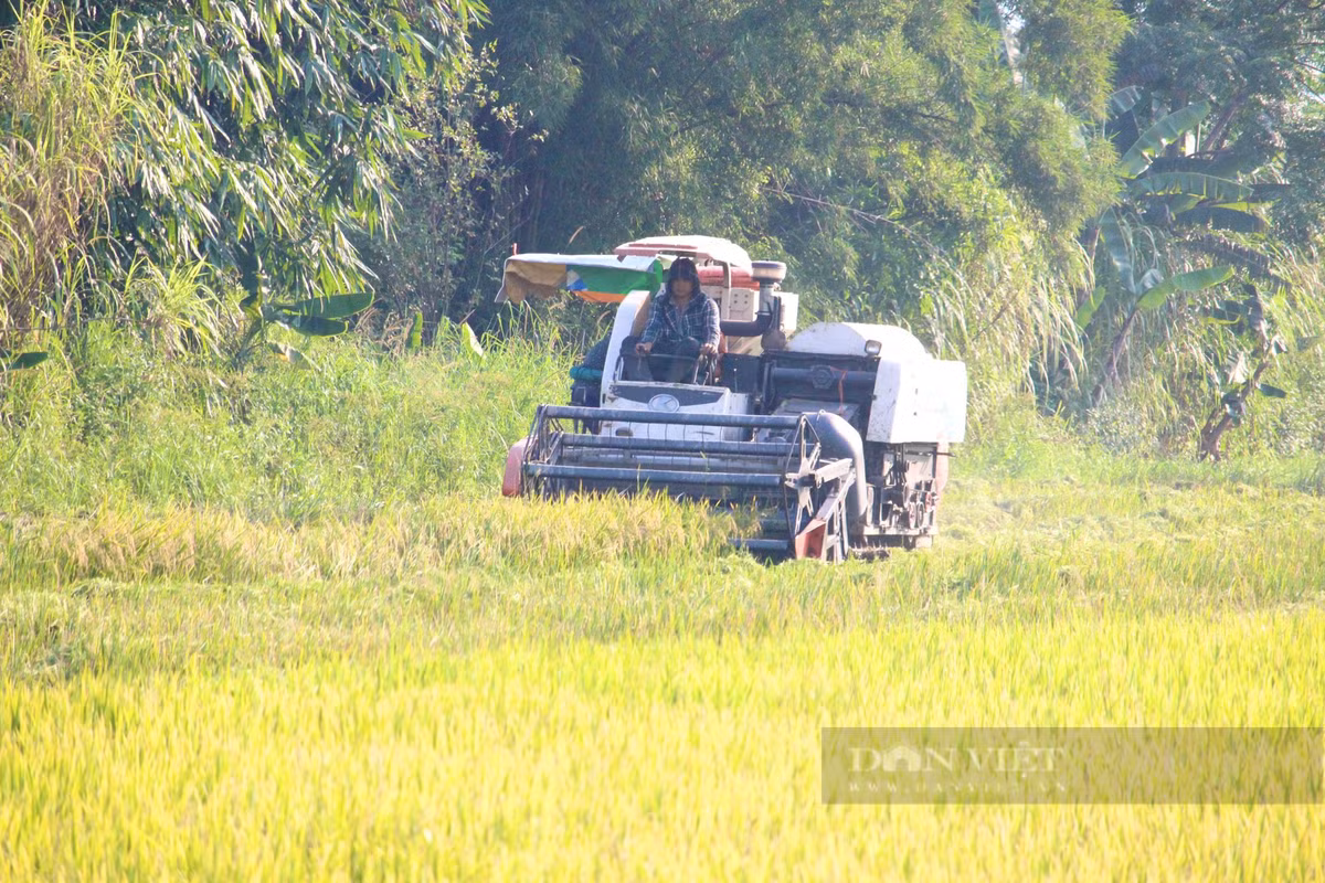 Quang Binh: Nong dan ra dong gat lua giua cai nang 40 do C-Hinh-2