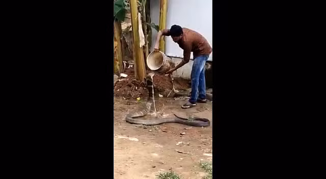 Video: Soc canh nguoi dan ong tam cho ran ho mang chua 