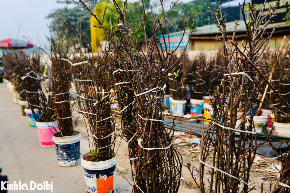 Ghi nhận của phóng viên Kinh tế&amp;Đô thị tại khu vực chợ hoa Quảng An (phường Quảng An, quận Tây Hồ, Hà Nội), nhiều tiểu thương đã nhập hoa lê rừng về bán phục vụ người dân trước Tết Nguyên đán.