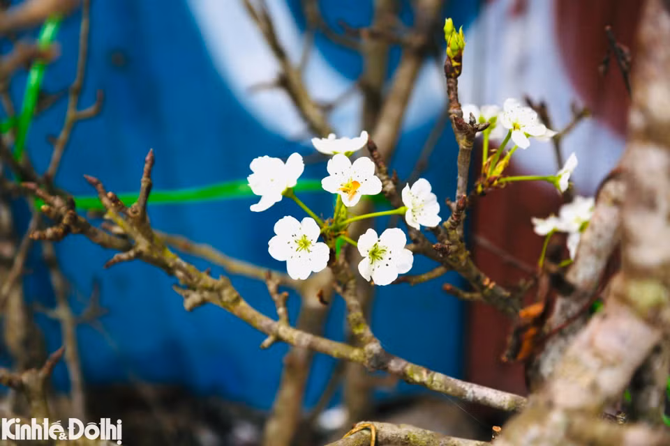 Trong khi đó, cũng có những cành hoa lê nở theo chùm có cánh mỏng, trắng muốt mang vẻ đẹp thanh tao từ miền sơn cước.