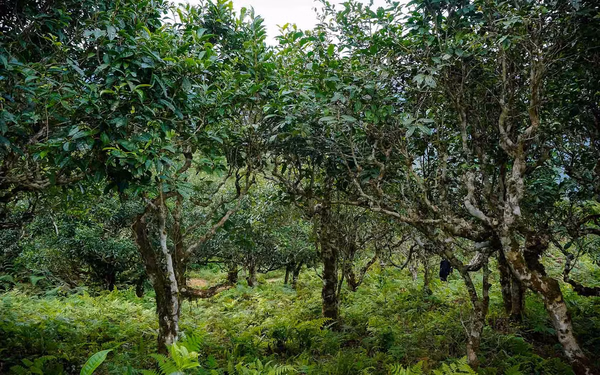 Đến với Xà Phìn, du khách còn được cùng bà con trải nghiệm hái chè, tham gia vào các công đoạn sản xuất chè shan tuyết. Ảnh: Nhóm Hà Giang Trẻ
