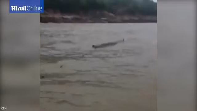 Đang đánh cá, người đàn ông tá hỏa thấy thủy quái hình dáng lạ Dang danh ca, nguoi dan ong ta hoa thay thuy quai hinh dang la
