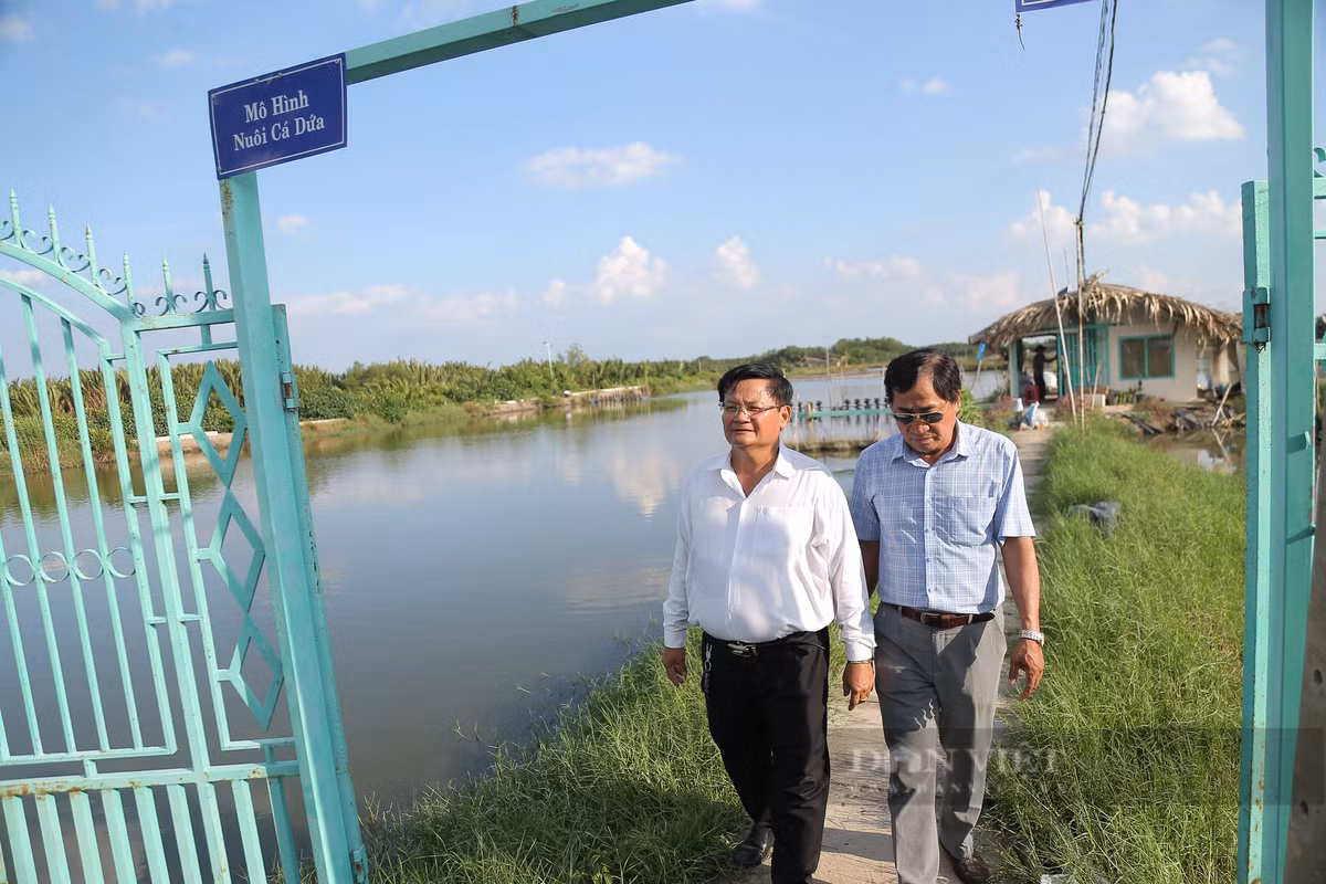 Từ nuôi tôm đến cá dứa, nông dân Cần Giờ thành “đại gia” nức tiếng - Hình 2 Tu nuoi tom den ca dua, nong dan Can Gio thanh “dai gia” nuc tieng-Hinh-2