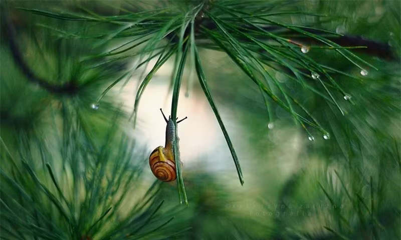  Ốc sên là loài động vật thân mềm sống trên cạn, thuộc họ Achatinidae Fulica. Loài ốc này phân bố rộng rãi trên khắp thế giới từ châu Á, Âu Phi, Thái Bình Dương đến Ấn Độ Dương.