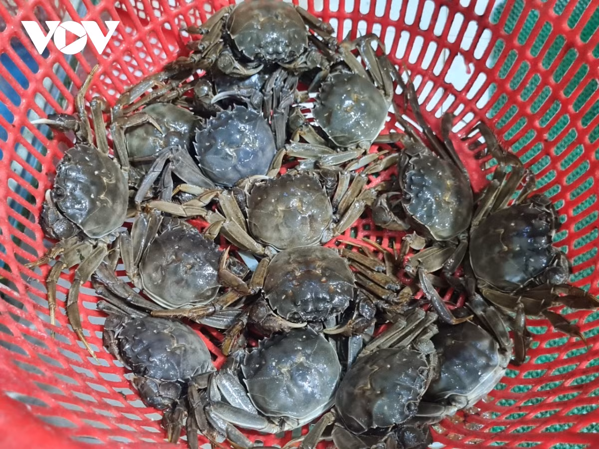 Loại cua bò dưới sông Cầu của Bắc Giang, đại gia muốn ăn - Hình 2 Loai cua bo duoi song Cau cua Bac Giang, dai gia muon an-Hinh-2