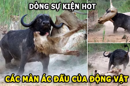 Cá sấu bị hà mã “hành hung” tơi bời vì tội “nhiều chuyện” - Hình 8 Ca sau bi ha ma “hanh hung” toi boi vi toi “nhieu chuyen”-Hinh-8