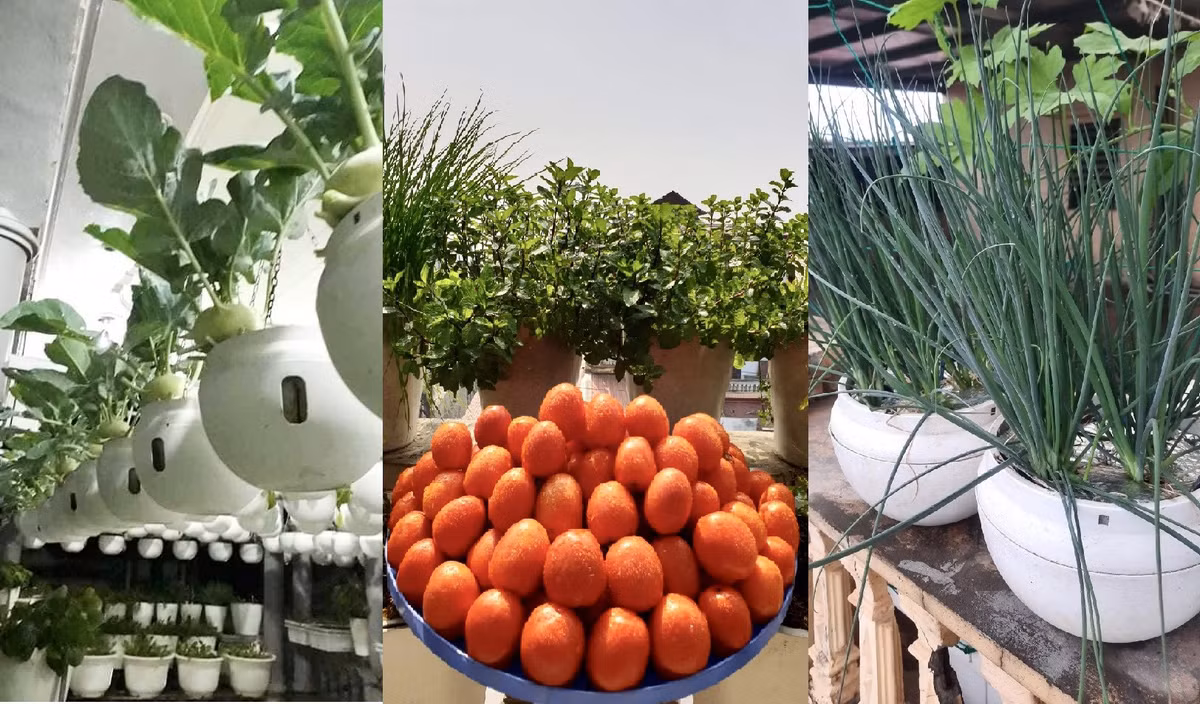 Vườn rau treo trên sân thượng và tuyệt chiêu đuổi côn trùng bằng thuốc lào - Hình 3 Vuon rau treo tren san thuong va tuyet chieu duoi con trung bang thuoc lao-Hinh-3