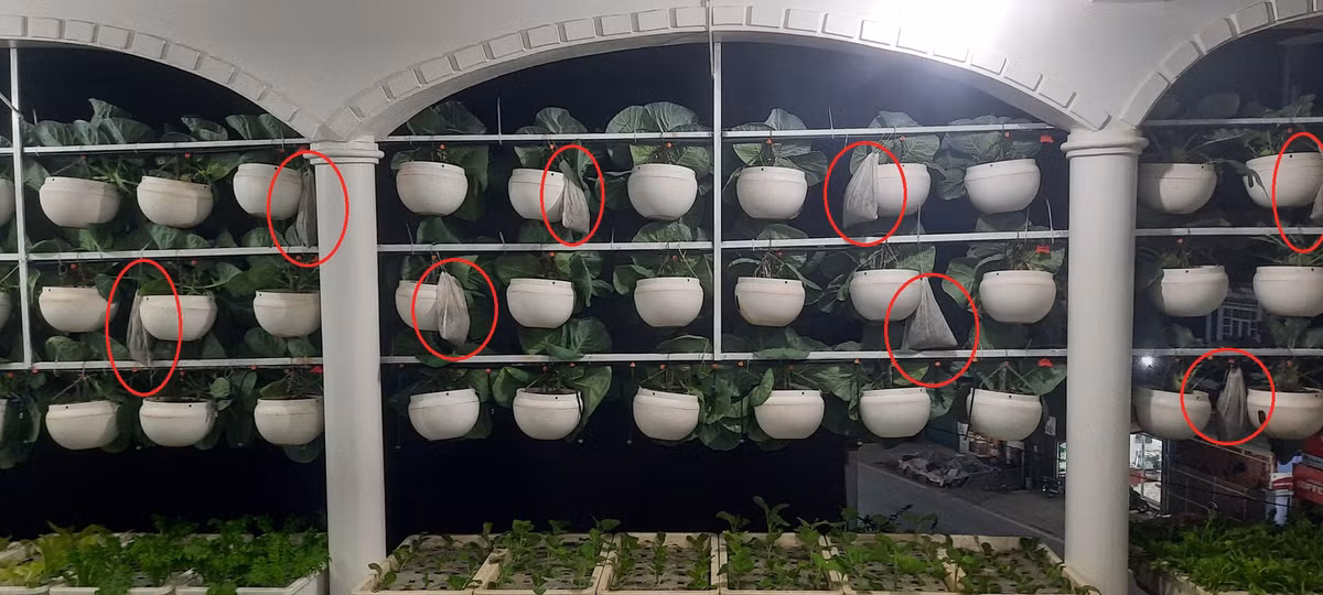 Vườn rau treo trên sân thượng và tuyệt chiêu đuổi côn trùng bằng thuốc lào - Hình 5 Vuon rau treo tren san thuong va tuyet chieu duoi con trung bang thuoc lao-Hinh-5