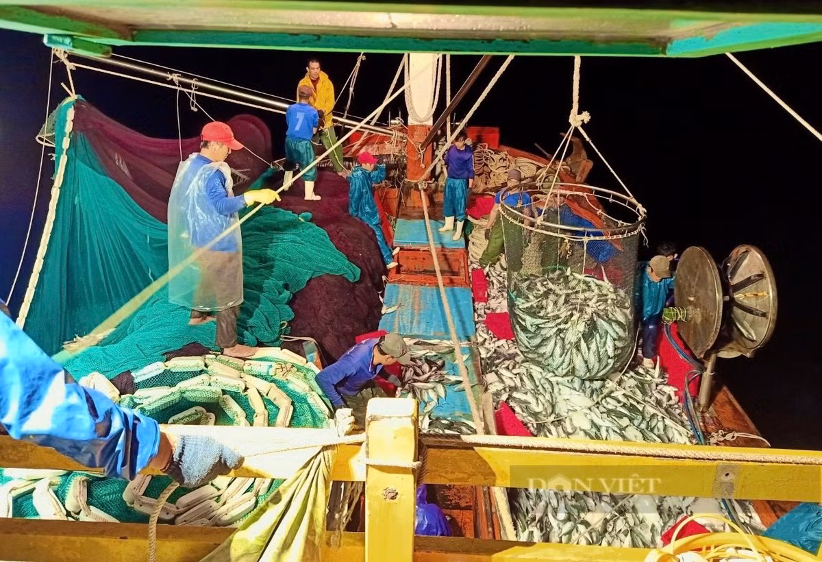 Trúng luồng cá nục, ngư dân Quảng Bình cứ ra khơi là thu tiền tỷ Trung luong ca nuc, ngu dan Quang Binh cu ra khoi la thu tien ty