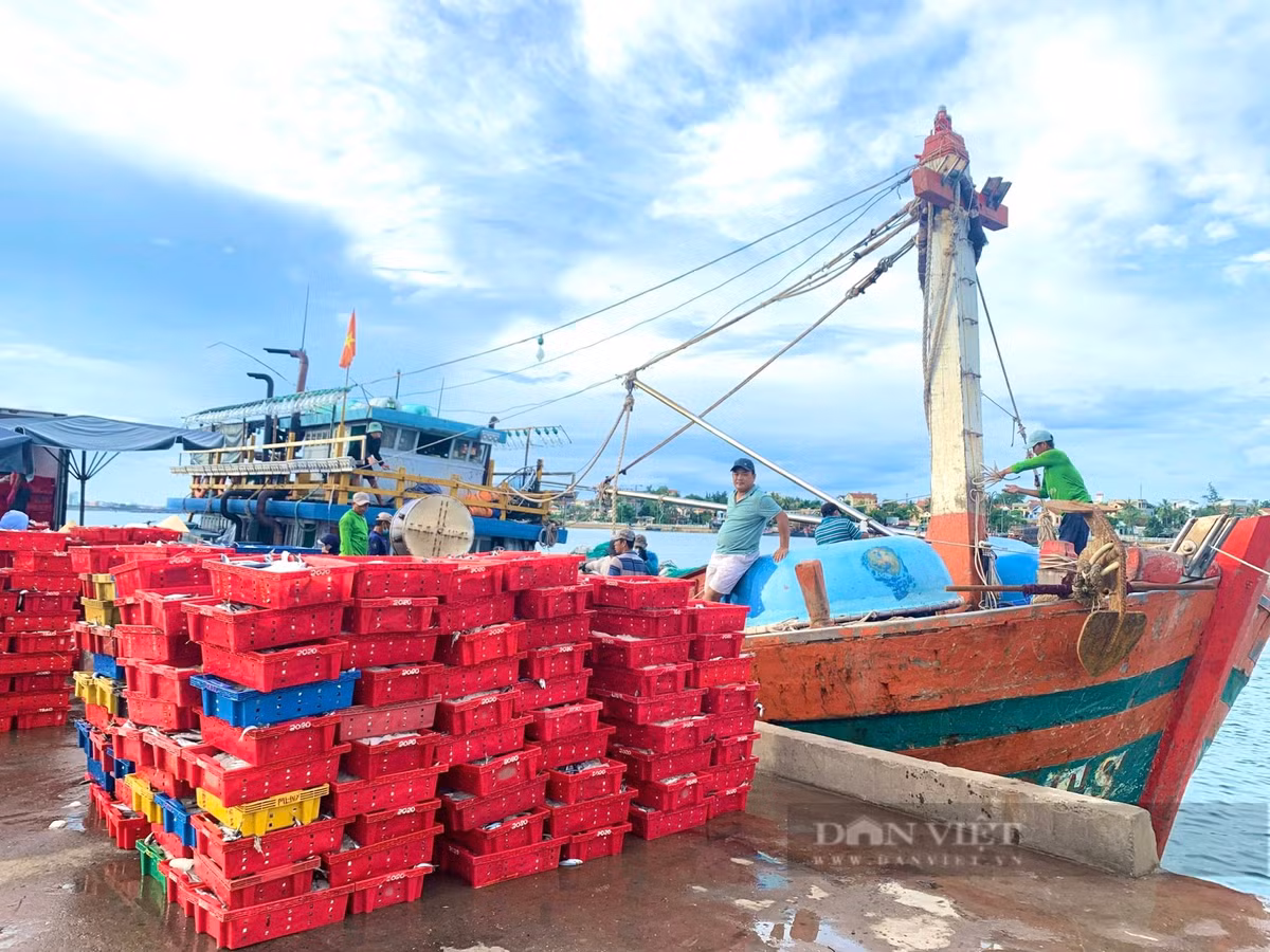 Trúng luồng cá nục, ngư dân Quảng Bình cứ ra khơi là thu tiền tỷ - Hình 2 Trung luong ca nuc, ngu dan Quang Binh cu ra khoi la thu tien ty-Hinh-2