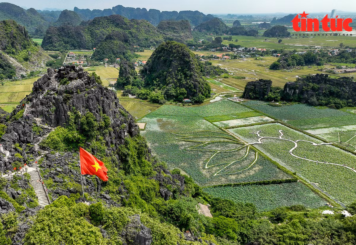 Giống sen ở đây là sen Nhật, được chính quyền địa phương đưa về trồng thử nghiệm tạo cảnh quan, nhằm góp phần phát triển du lịch địa phương.