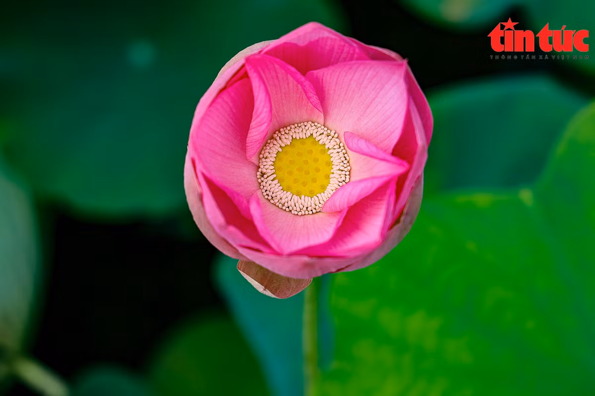 Nhiều chị em bật mí, những chiếc váy này có thể thuê được tại các dịch vụ cho thuê đồ du lịch ở ngay tại Ninh Bình. Mỗi bộ đồ có giá khoảng từ 70.000 đến 150.000 đồng. Với đủ các loại sen trắng, sen hồng, có thể nói đầm sen Vân Long là nơi check-in lý tưởng cho du khách bởi sen ở đây nở rộ cùng lúc, tạo nên cảnh quan đẹp mắt.