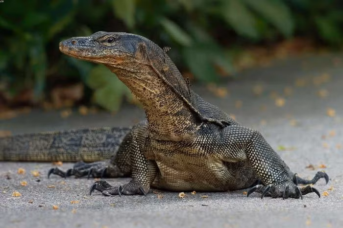 Kỳ đà hoa có tên khoa học là Varanus bengalensis. Chúng thường sống trong các kênh rạch, đầm lầy, cống rãnh hoặc ao hồ. Đôi khi chúng đi vào các khu vườn của người dân. 