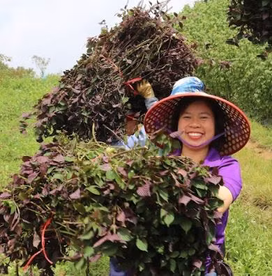 Nữ nông dân Sa Pa "biến" rau gia vị quen thuộc thành "vàng" xuất khẩu - Hình 3 Nu nong dan Sa Pa