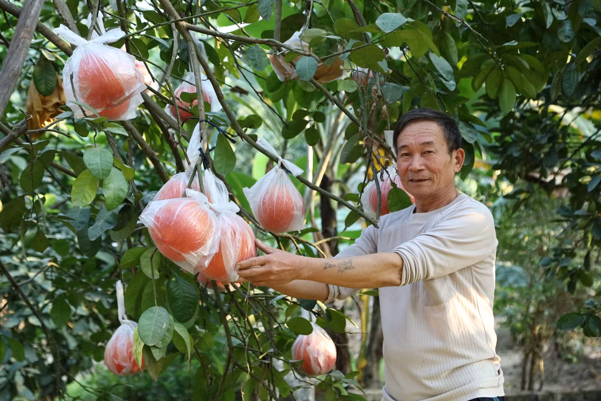 Nhiều người dân Hà Nội có thu nhập cao từ trồng một loại quả Nhieu nguoi dan Ha Noi co thu nhap cao tu trong mot loai qua