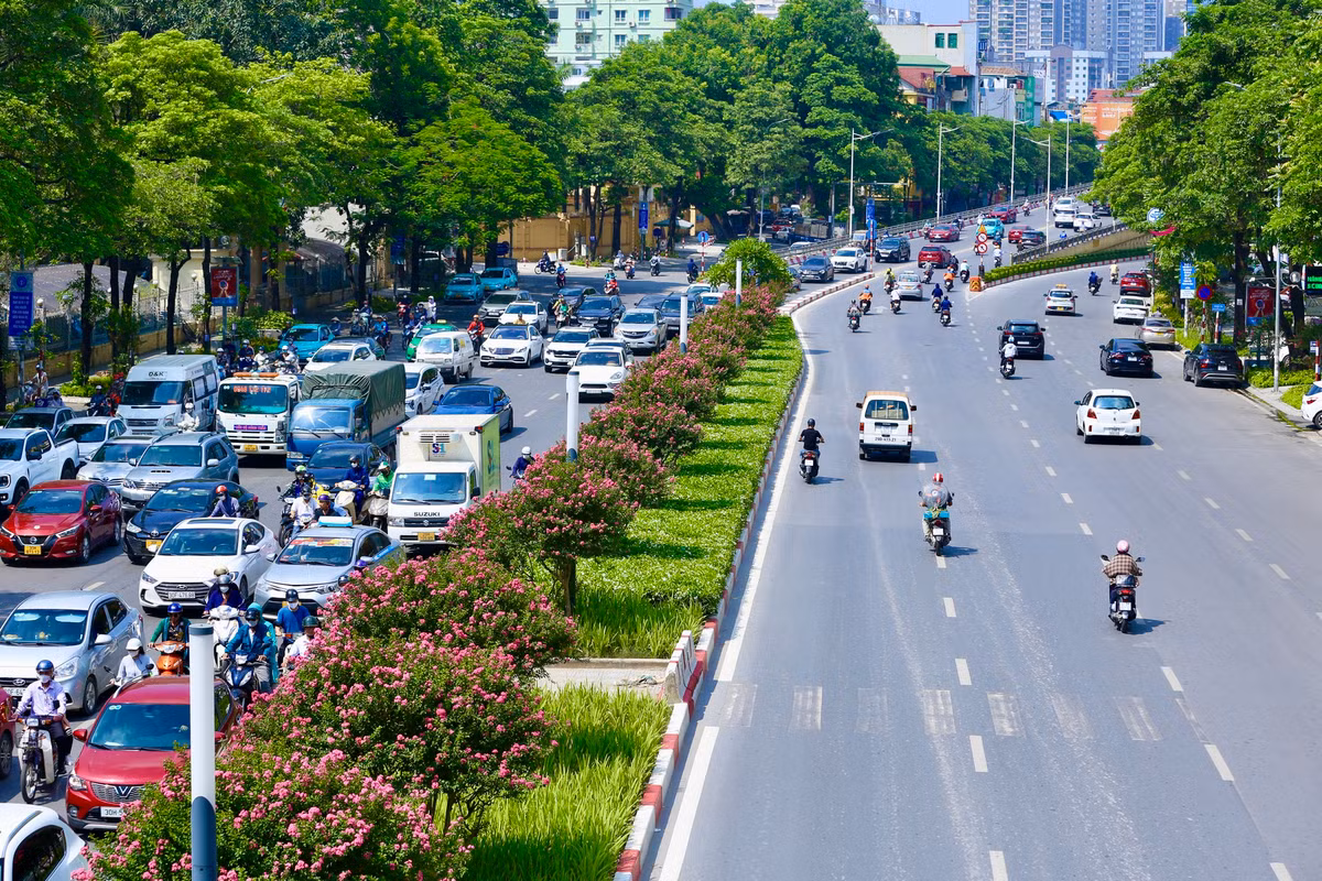 Ghi nhận, những ngày qua, dọc tuyến đường Trần Duy Hưng - Nguyễn Chí Thanh (TP Hà Nội) đang được người dân chú ý nhiều bởi dãy hoa tường vi trên dải phân cách bắt đầu nở rộ tạo nên cảnh sắc rực rỡ.