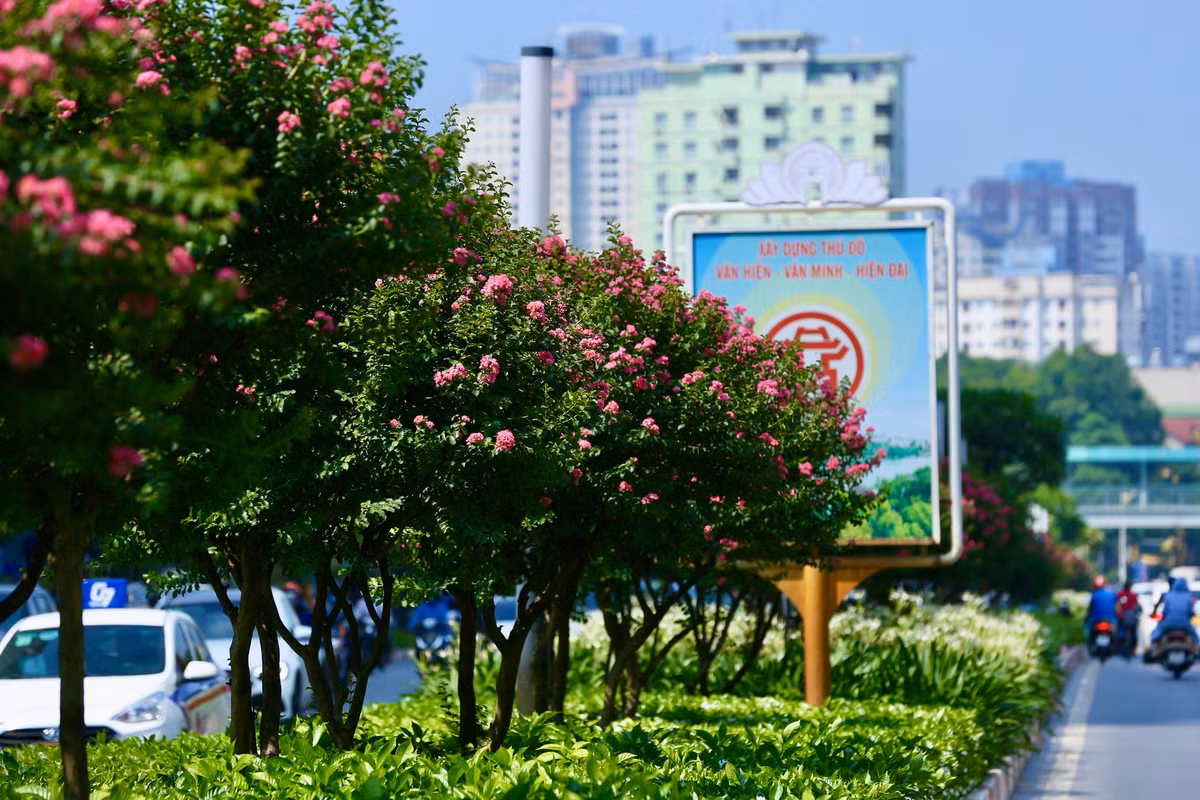 Hoa tường vi thường có nhiều màu sắc đỏ, hồng, trắng…Tuy nhiên, hoa tường vi hồng lại được nhiều người trồng hơn so với các loại khác.